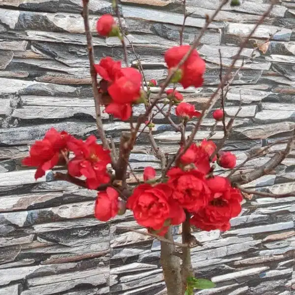 Japanese Quince Double Take 'Scarlet Storm' - Striking Scarlet-Red Double Blooms - Image 6