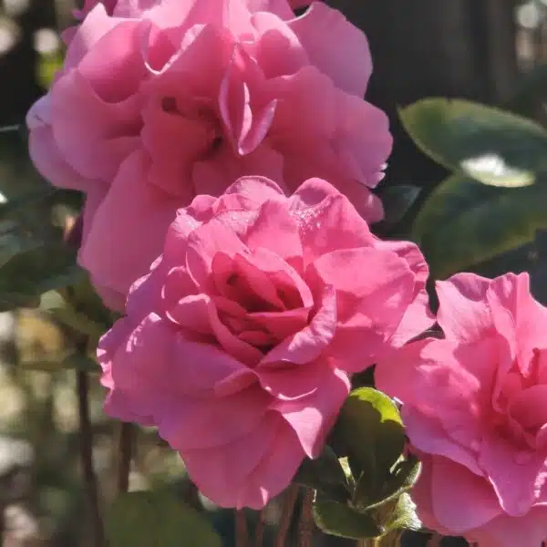 Azalea Australian Conversation Pink - Image 7