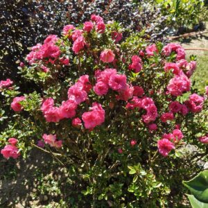 Azalea Australian Conversation Pink