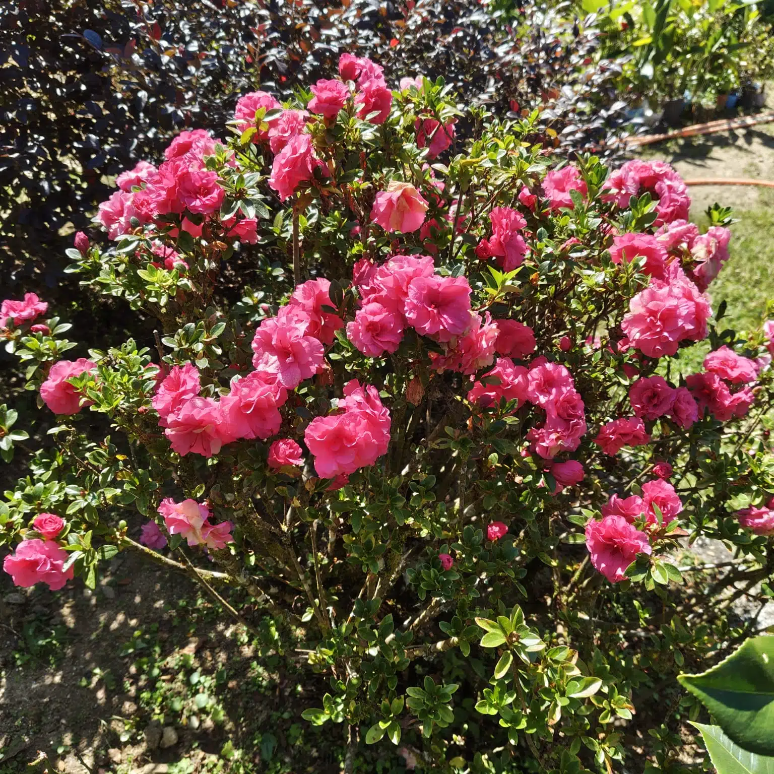 e1e73392-67e4-450a-9f2e-4f3bc031cb1d Azalea Australian Conversation Pink - Image 1