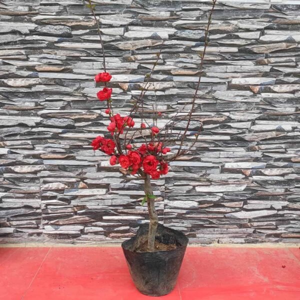 Japanese Quince Double Take 'Scarlet Storm' - Striking Scarlet-Red Double Blooms - Image 3