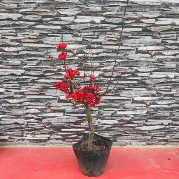 Japanese Quince Double Take 'Scarlet Storm' - Striking Scarlet-Red Double Blooms - Image 3