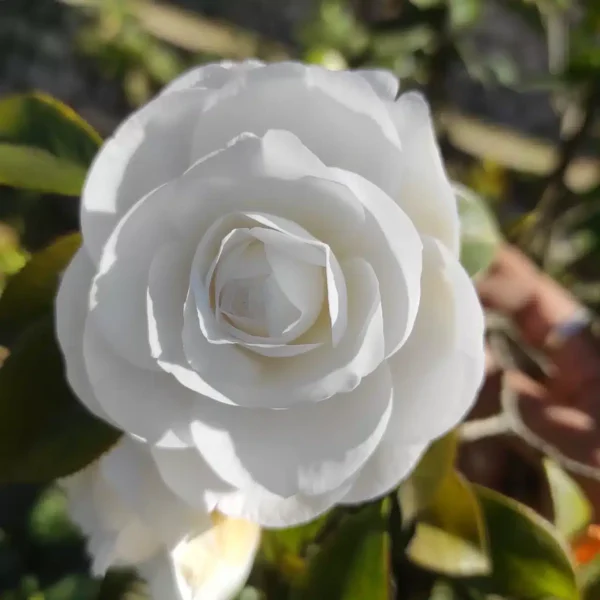 Camellia Japonica 'White by the Gate' (Double) - Stunning White Blooms for Your Garden - Image 2