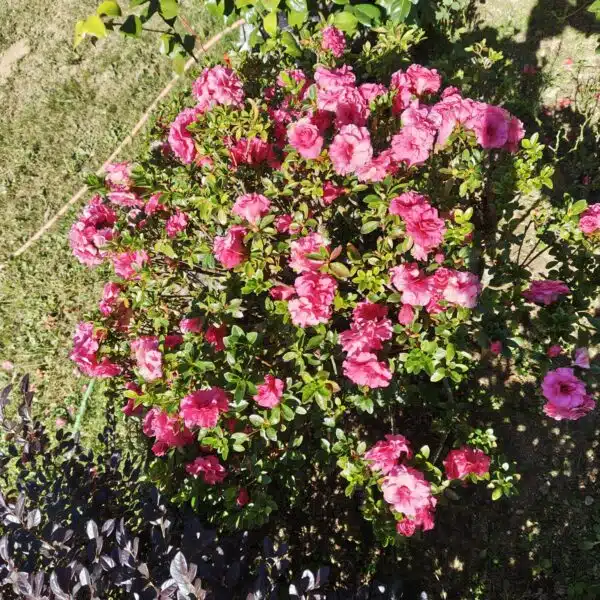 Azalea Australian Conversation Pink - Image 5