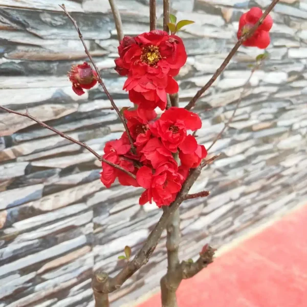 Japanese Quince Double Take 'Scarlet Storm' - Striking Scarlet-Red Double Blooms - Image 7