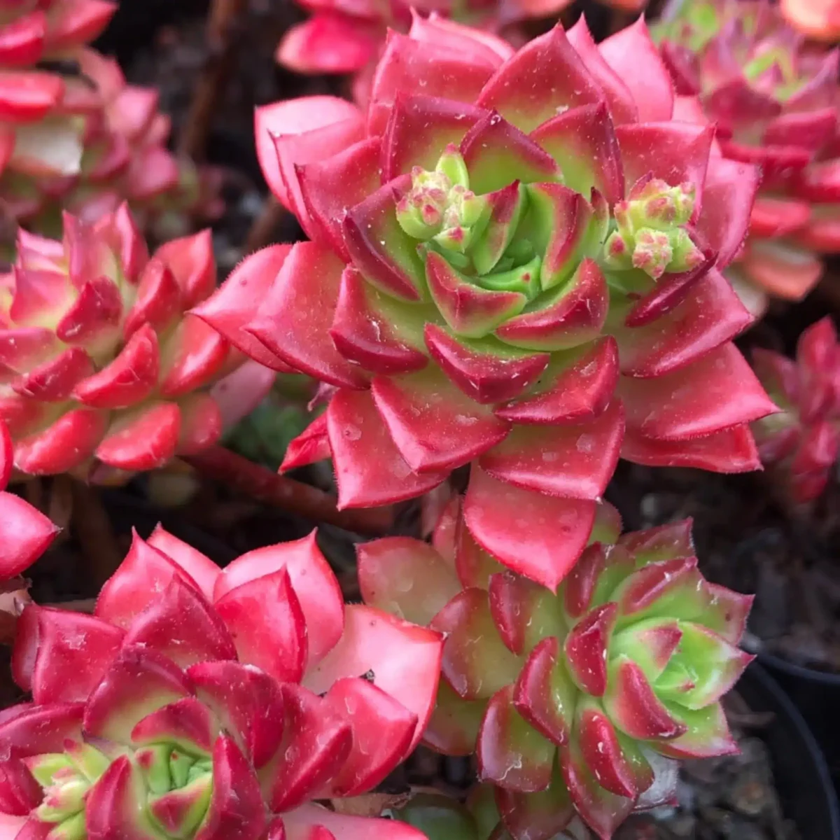 Sedeveria Letizia - Image 3