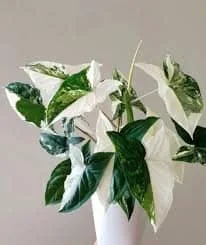 Syngonium Albo Variegata - Stunning Variegated Houseplant - Image 6