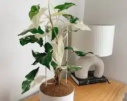 Syngonium Albo Variegata - Stunning Variegated Houseplant - Image 5