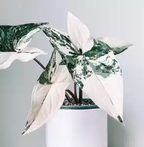 Syngonium Albo Variegata – Stunning Variegated Houseplant