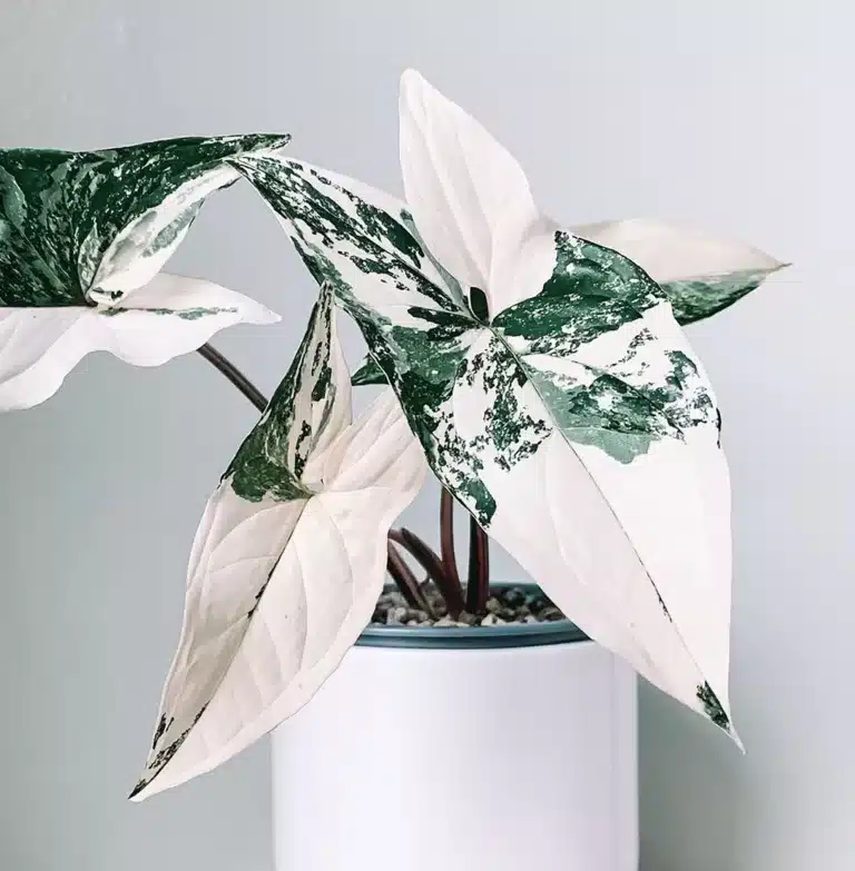 Syngonium Albo Variegata – Stunning Variegated Houseplant