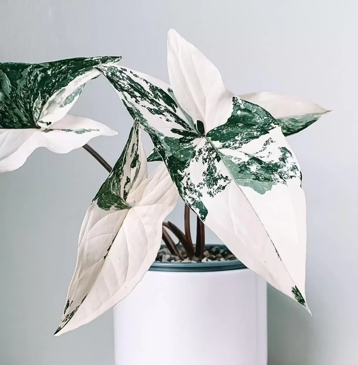 Syngonium Albo Variegata - Stunning Variegated Houseplant - PlantsHub