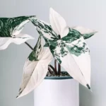 Syngonium Albo Variegata – Stunning Variegated Houseplant plant