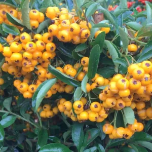 Pyracantha Saphyr Yellow (Firethorn Berry) – Vibrant Shrub with Yellow Berries
