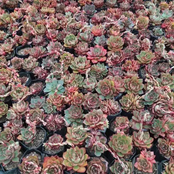 Echeveria Longissima - Image 2