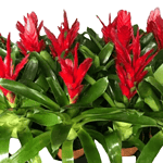 Bromeliad Vriesea Red 'Flaming Sword' - Striking Tropical Plant with Vibrant Red Flower