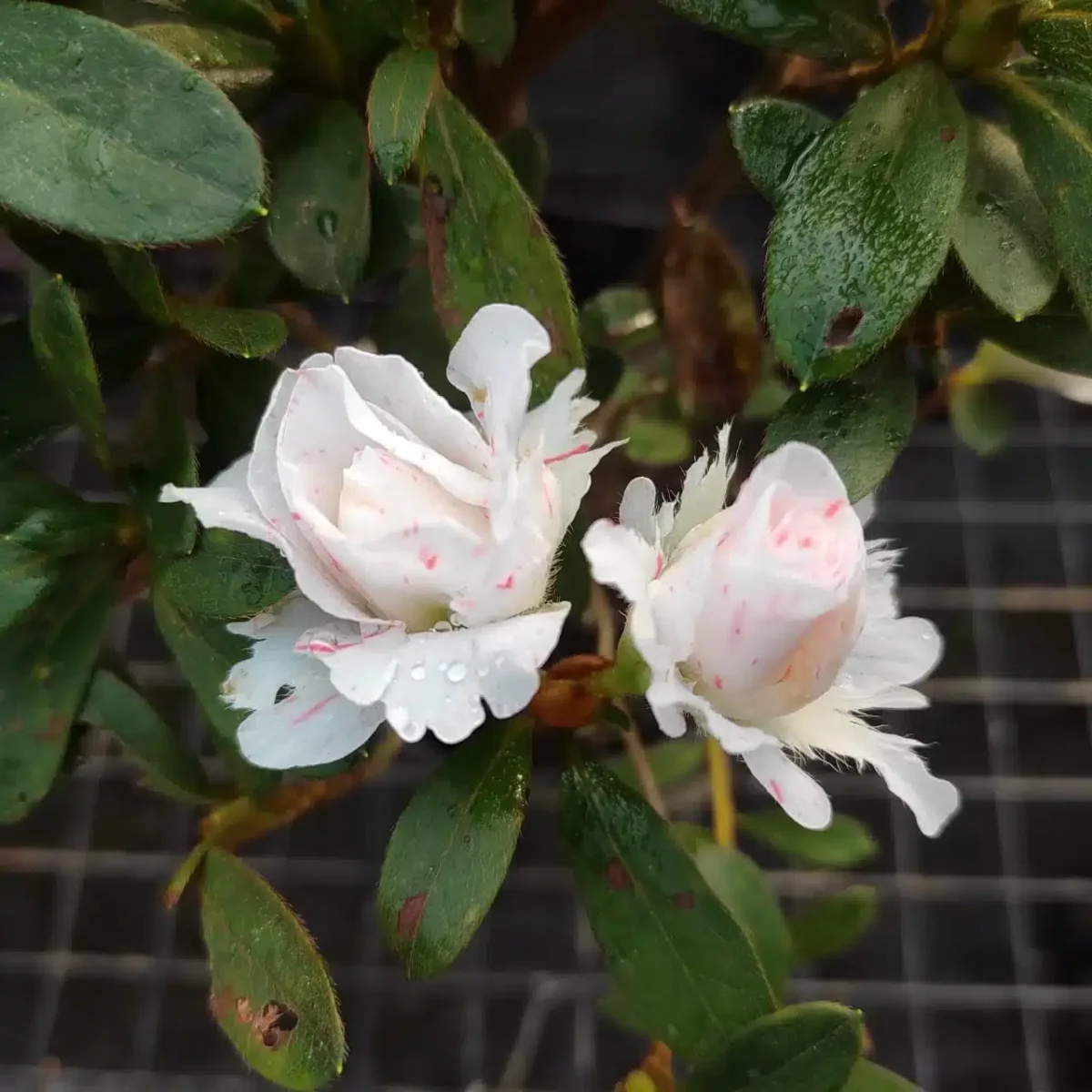 Azalea Australian White Spot - Image 4