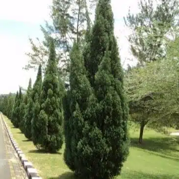 Juniperus Chinensis 'Torulosa' (Hollywood Juniper) : Elegant Evergreen Tree - Image 5