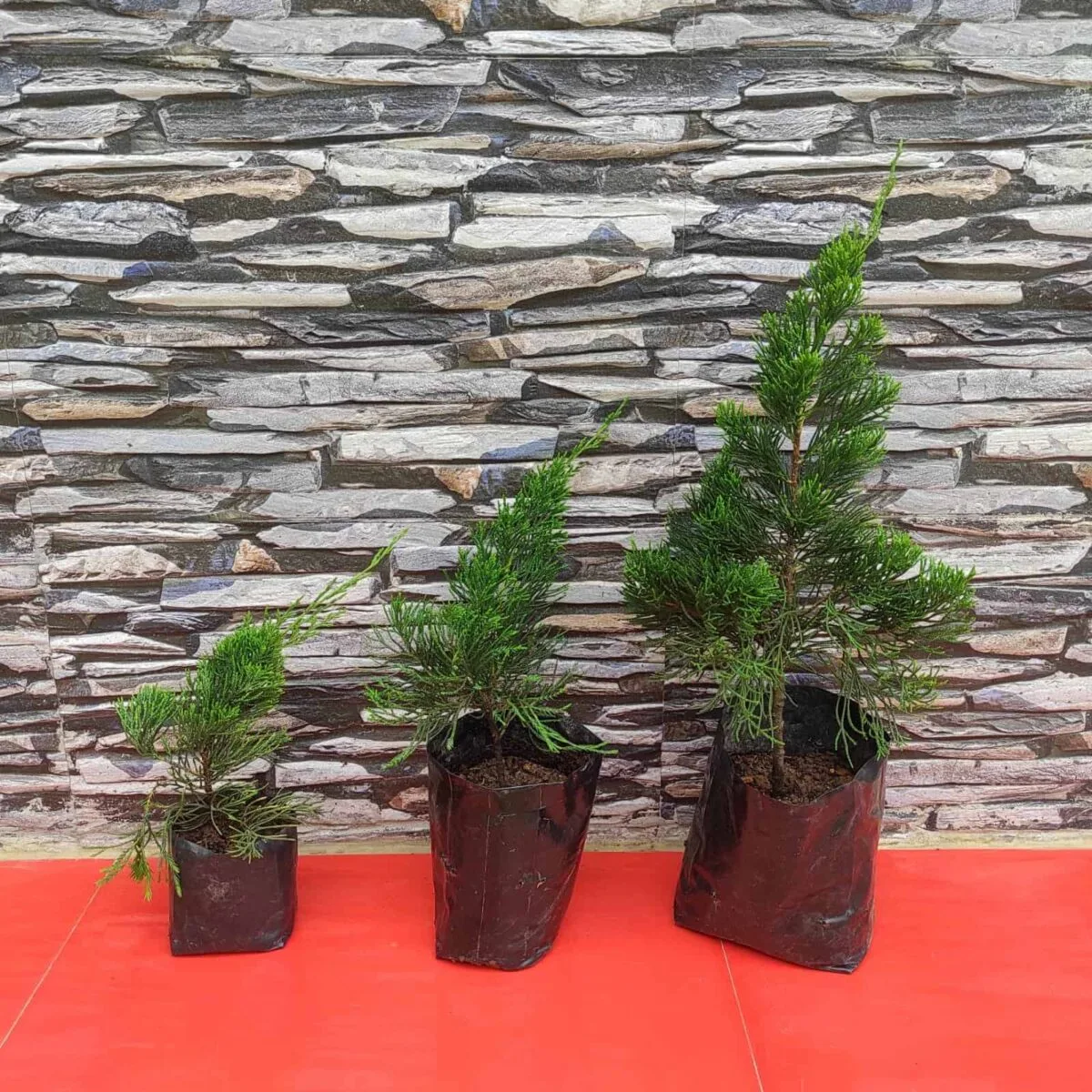 Juniperus Chinensis 'Torulosa' (Hollywood Juniper) : Elegant Evergreen Tree - Image 2