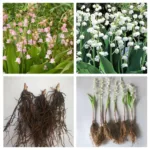 Enhance Your Garden with Lily of the Valley Bulb - Delicate Flowering Plant