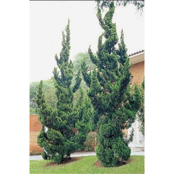 Juniperus Chinensis 'Torulosa' (Hollywood Juniper) : Elegant Evergreen Tree - Image 10