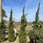 Juniperus Chinensis 'Torulosa' (Hollywood Juniper) : Elegant Evergreen Tree
