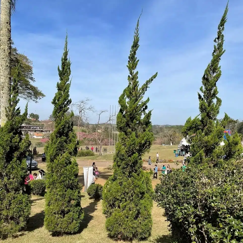Juniperus Chinensis ‘Torulosa’ plant