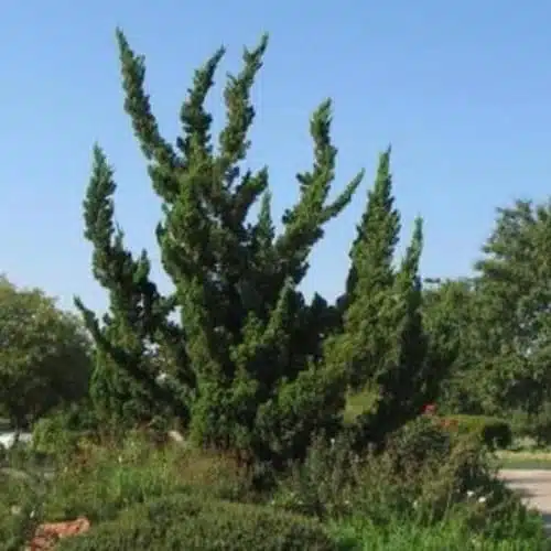 Juniperus Chinensis 'Torulosa' (Hollywood Juniper) : Elegant Evergreen Tree - Image 8