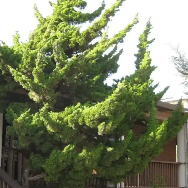 Juniperus Chinensis 'Torulosa' (Hollywood Juniper) : Elegant Evergreen Tree - Image 9