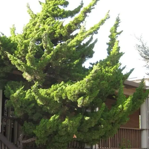 Juniperus Chinensis 'Torulosa' (Hollywood Juniper) : Elegant Evergreen Tree - Image 9