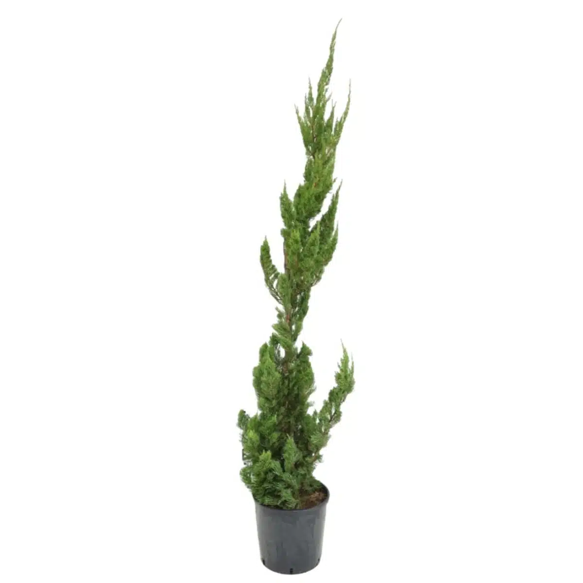 Juniperus Chinensis 'Torulosa' (Hollywood Juniper) : Elegant Evergreen Tree - Image 10