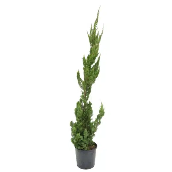 Juniperus Chinensis 'Torulosa' (Hollywood Juniper) : Elegant Evergreen Tree - Image 10
