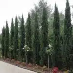 Italian Pencil Pine Cupressus sempervirens 'glauca' - Stunning Evergreen Tree with Green Foliage