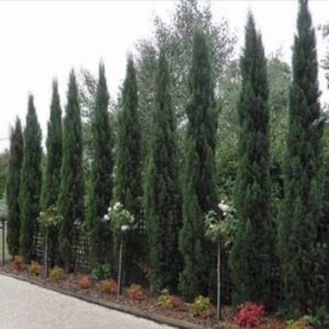 Italian Pencil Pine Cupressus sempervirens ‘glauca’ – Stunning Evergreen Tree with Green Foliage