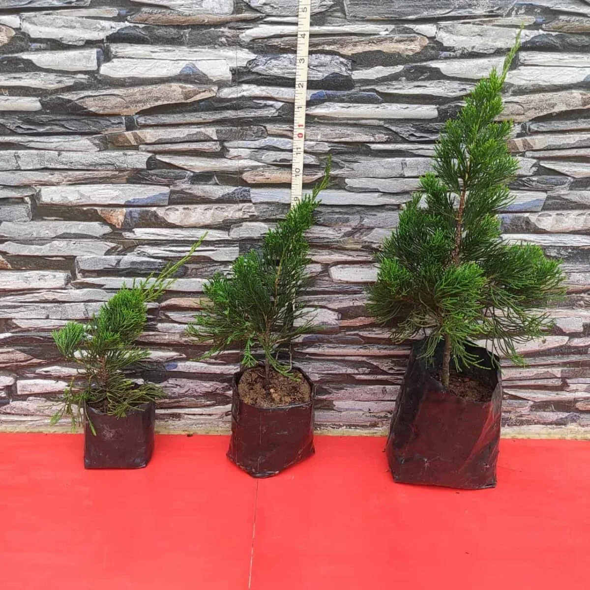 Juniperus Chinensis 'Torulosa' (Hollywood Juniper) : Elegant Evergreen Tree - Image 3