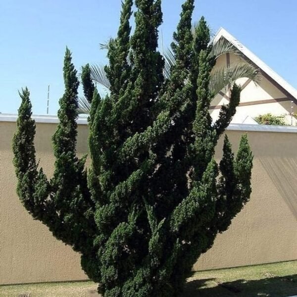Juniperus Chinensis 'Torulosa' (Hollywood Juniper) : Elegant Evergreen Tree - Image 6