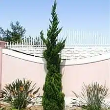 Juniperus Chinensis 'Torulosa' (Hollywood Juniper) : Elegant Evergreen Tree - Image 6