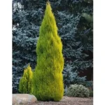 Lemon Cypress - Hesperocyparis Macrocarpa 'Goldcrest Wilma' for Garden and Indoor Spaces
