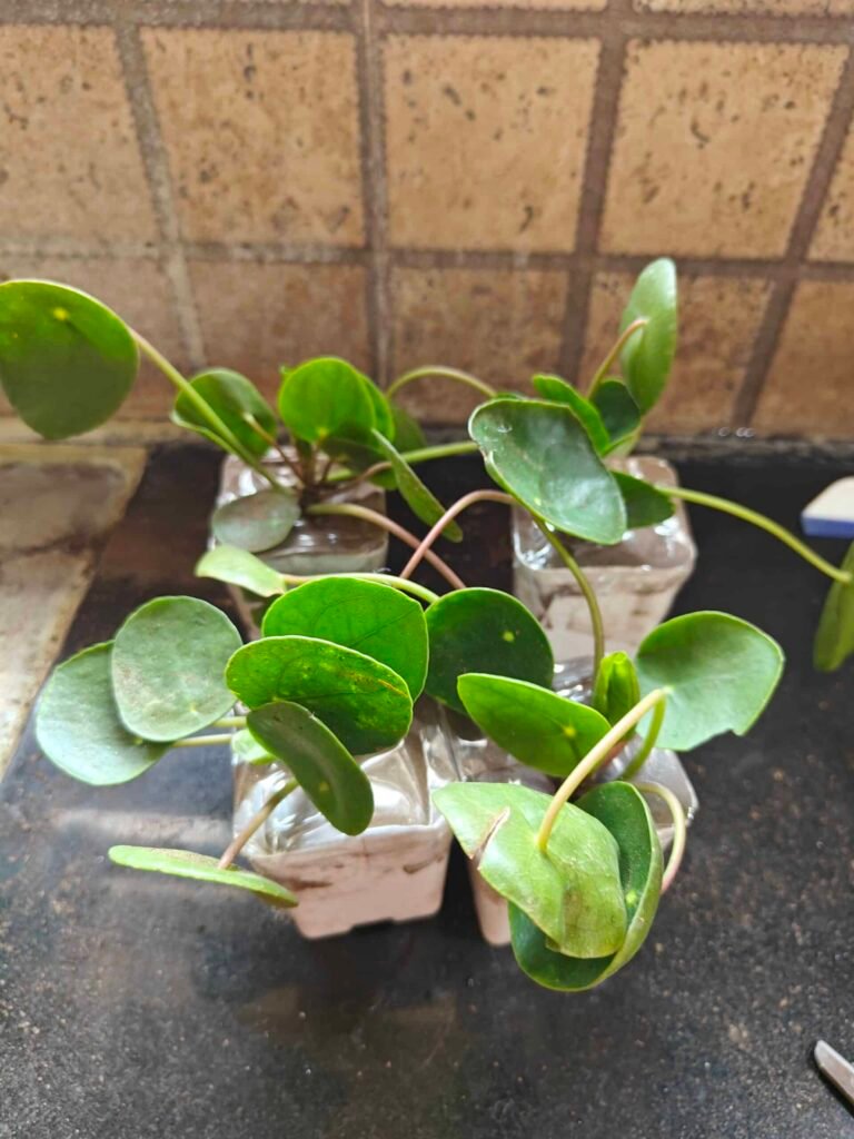 Image #1 from Sayanti Sikder