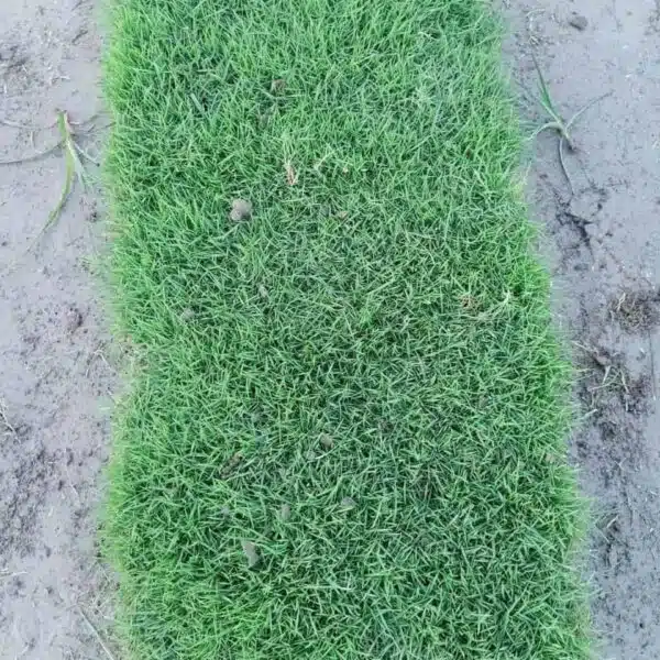 Natural Carpet Grass (Maxican) - Image 5