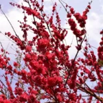 Peach Blossom Tree (Red)