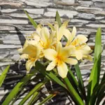 Buy Clivia Miniata Lily (Light Yellow) - Plants Online | Vibrant Blooms, Easy Care
