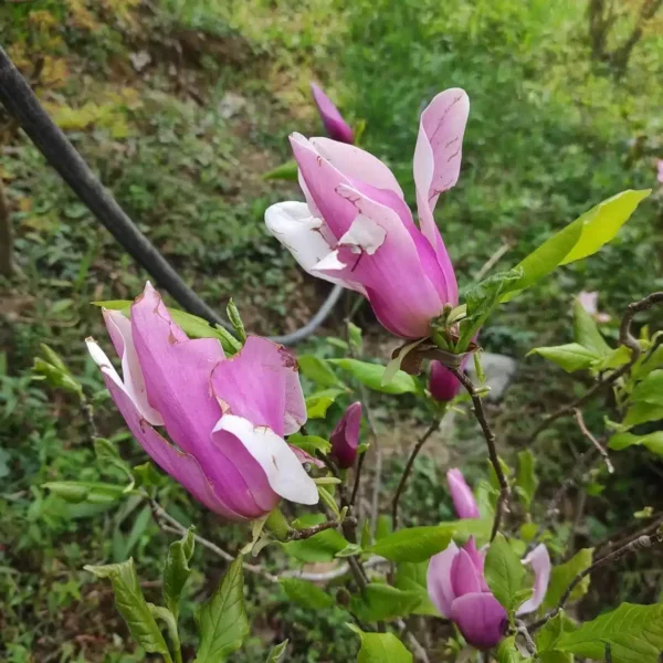 Magnolia 'Royal Crown' (Light Purple) - Stunning Flowering Tree for Your Garden - Image 2