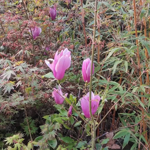 Magnolia 'Royal Crown' (Light Purple) - Stunning Flowering Tree for Your Garden