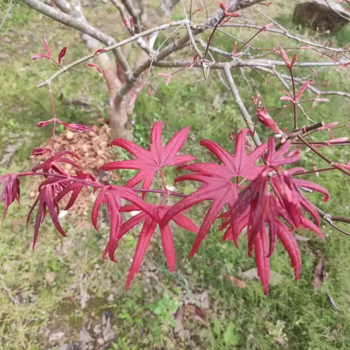 Japanese Red Maple - Live Plants Online | Add Elegance to Your Garden - Image 8