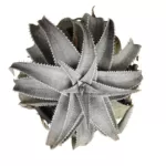 White Dyckia - Stunning Ornamental Succulent for Modern Landscapes