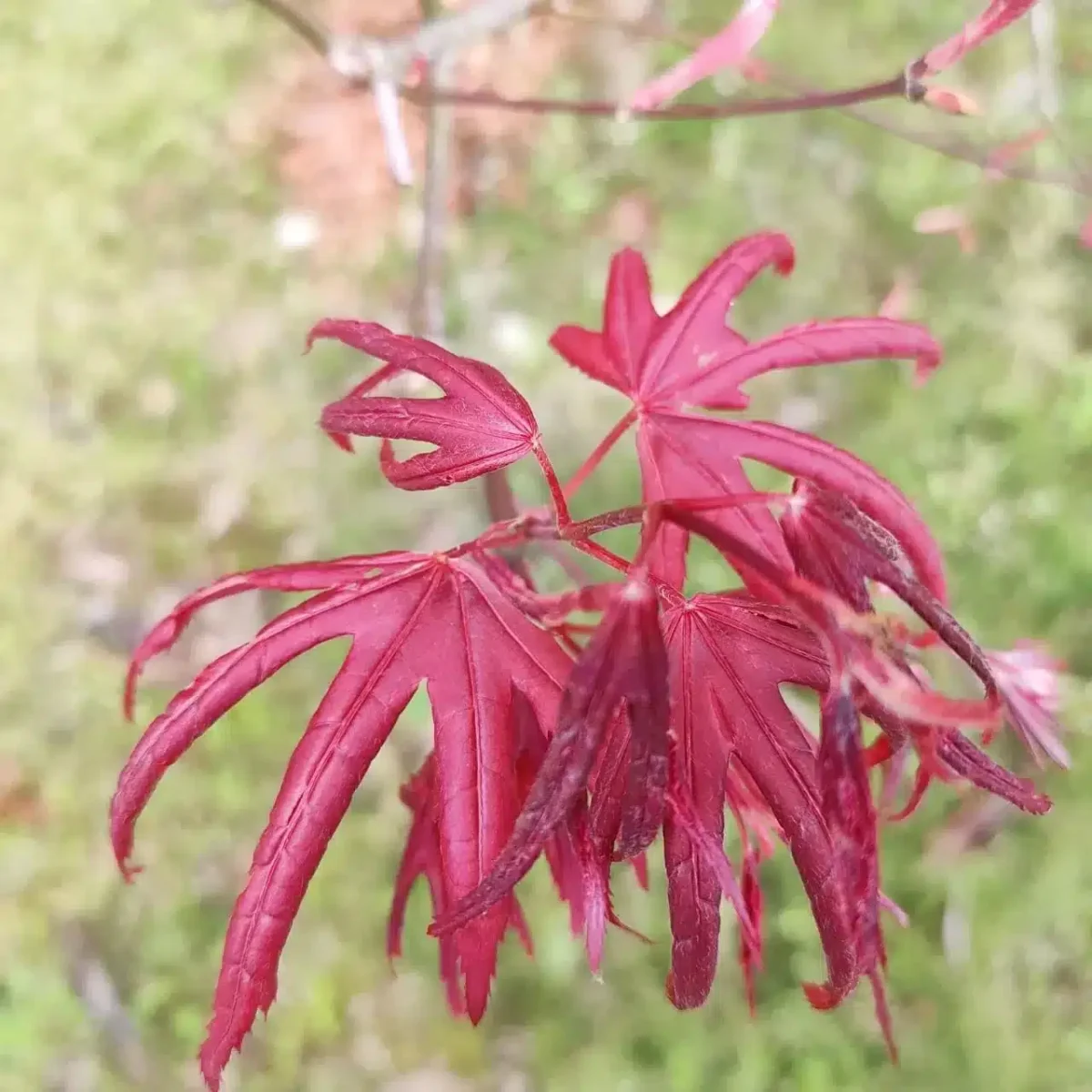 Japanese Red Maple - Live Plants Online | Add Elegance to Your Garden - Image 7