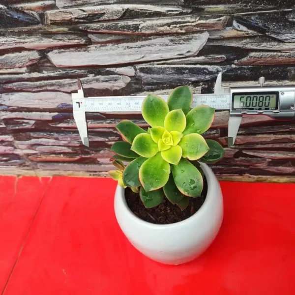Aeonium 'Kiwi' - Colorful Succulent Plant for Indoor and Outdoor Spaces - Image 3