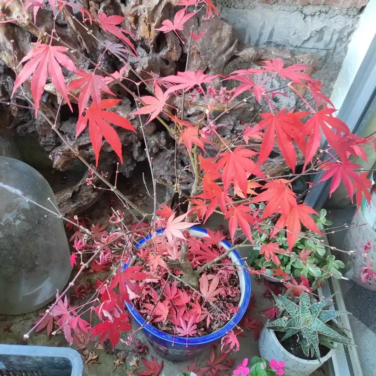Japanese Red Maple - Live Plants Online | Add Elegance to Your Garden - Image 9