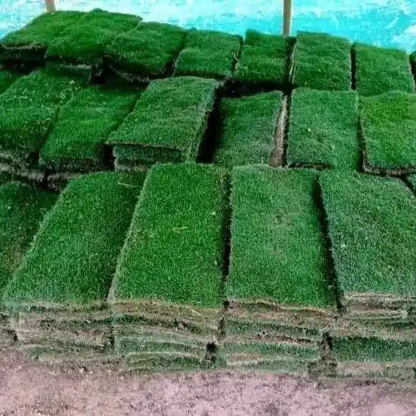 Natural Carpet Grass (Maxican) - Image 3