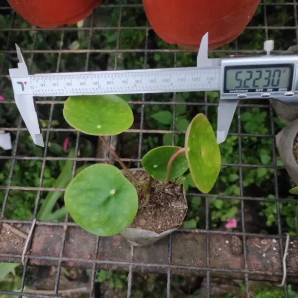 Peperomia Pilea (Chinese Money Plant) - Low-Maintenance Houseplant Symbolizing Wealth - Image 2